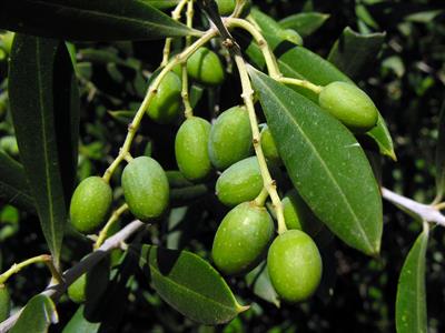 Olea europaea - زیتون معمولی